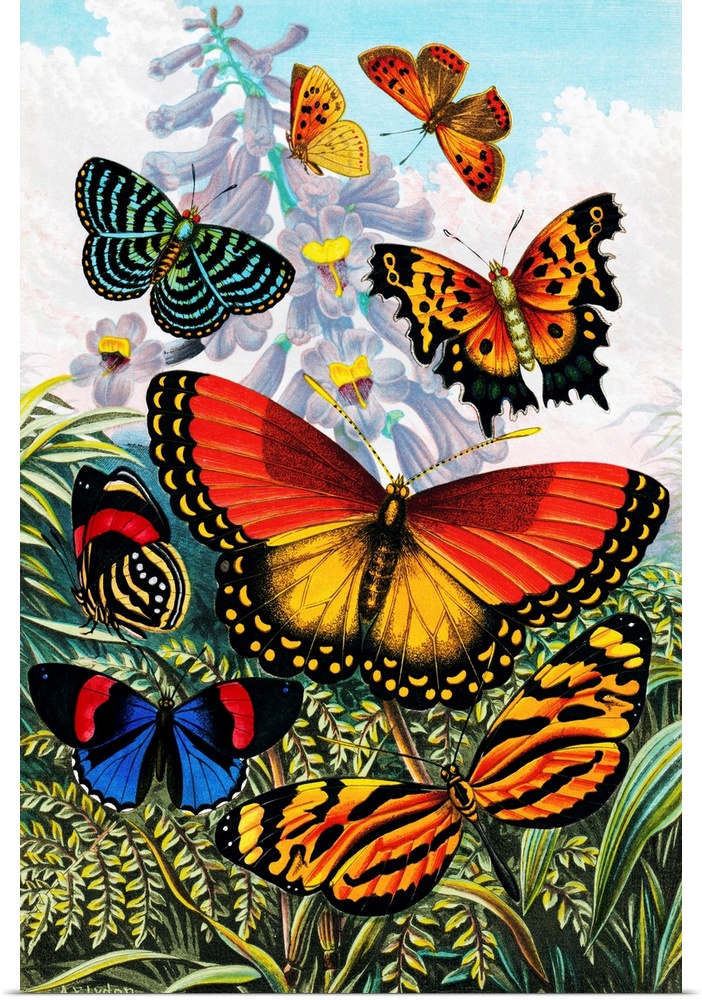 Butterflies, historical artwork. Published in Gems of Nature and Art by R. Fawcett, in London, circa 1880.