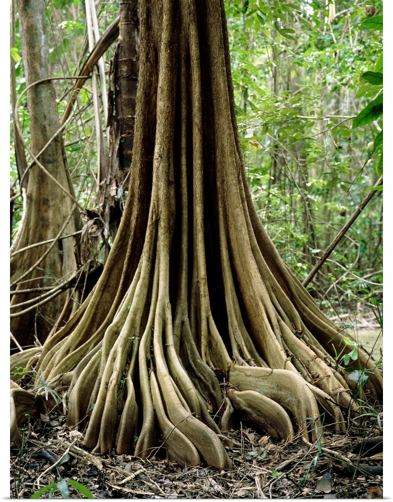 Buttress roots on an unidentified tree in the Nariva freshwater swamp, Trinidad. The roots arise from the trunk above soil...