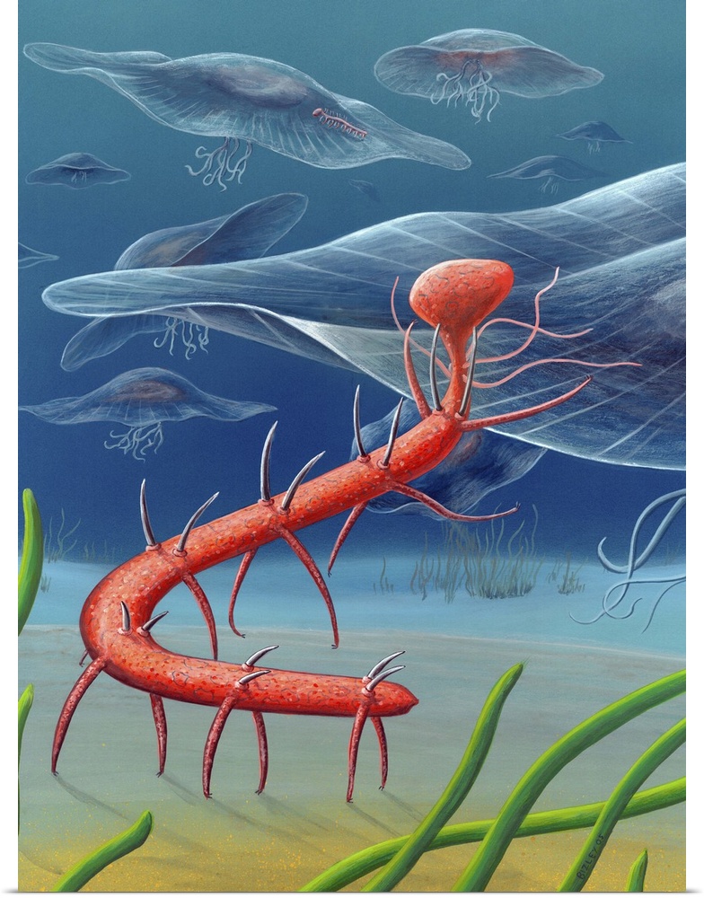 Cambrian invertebrate. Artwork of a Hallucigenia fortis invertebrate (red) and jellyfish swimming in an ancient sea during...