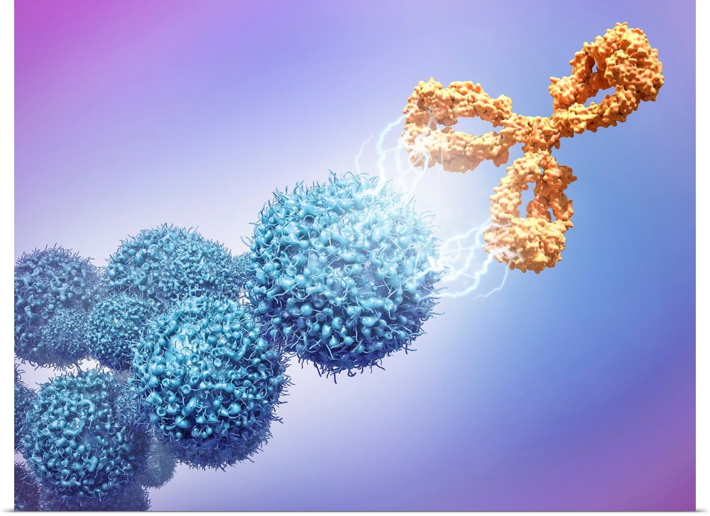 Cancer drug attacking cancer cells. 3D computer illustration of the monoclonal antibody drug cetuximab (orange) attacking ...