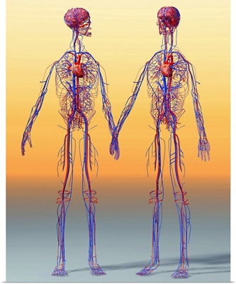 Cardiovascular system, artwork