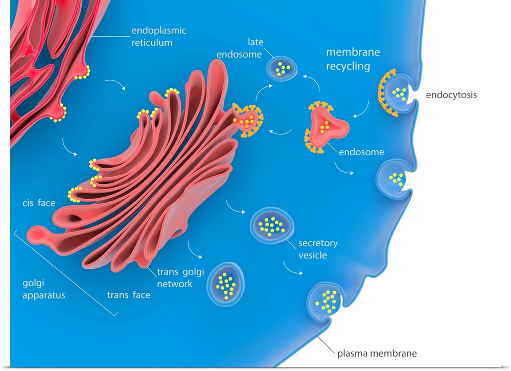 Cellular protein transport. Illustration of the processes involved in the transport of proteins within a cell. This depict...