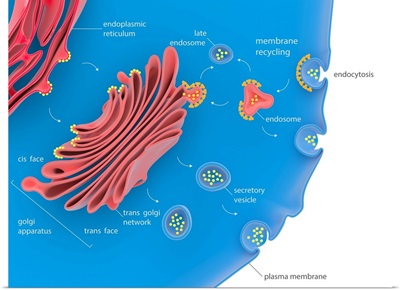 Cellular Protein Transport, Illustration