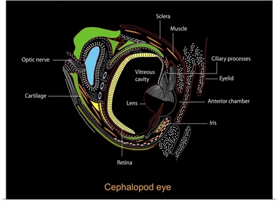 Cephalopd eye, artwork
