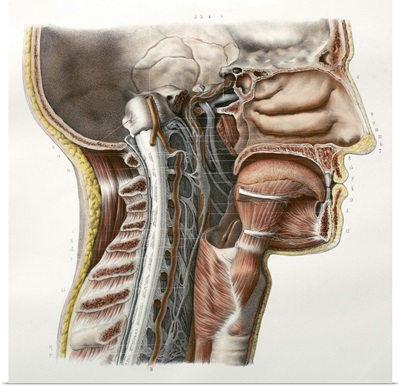 Cervical spinal nerves, 1844 artwork