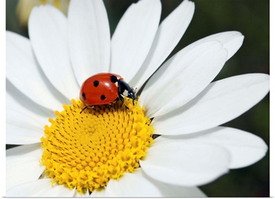 Chamomile flower and ladybird