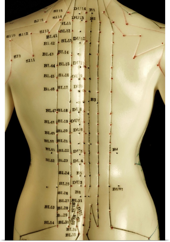 Chinese acupuncture model. Back of a Chinese acupuncture model, with marking and numbers and labels to show the acupunctur...