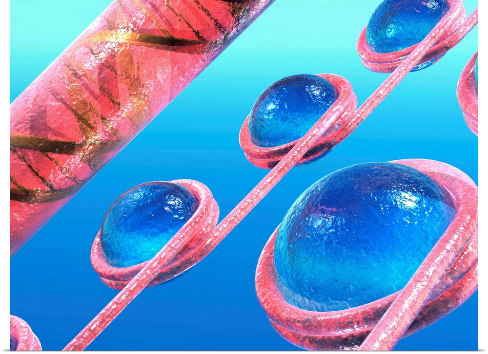Chromatin beads. Computer artwork of strands of DNA (deoxyribonucleic acid, pink) coiled around histone cores (blue) to fo...