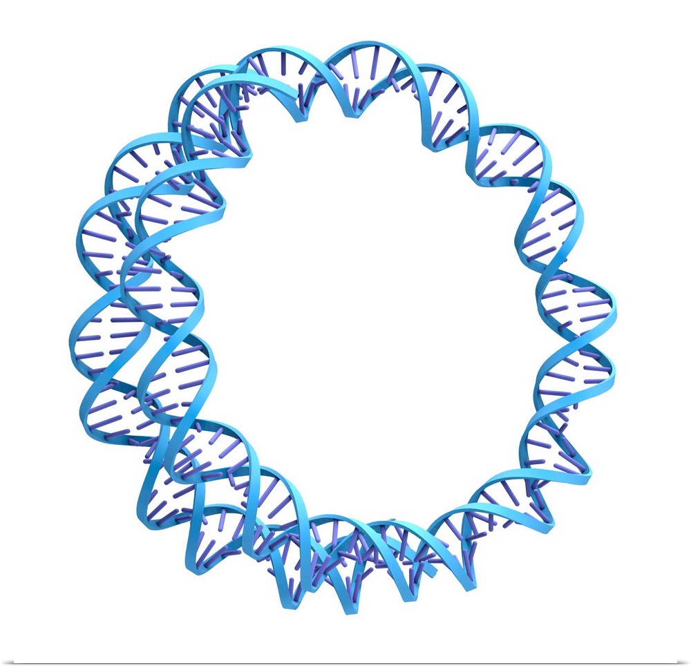 Circular DNA (deoxyribonucleic acid) molecule, computer artwork.