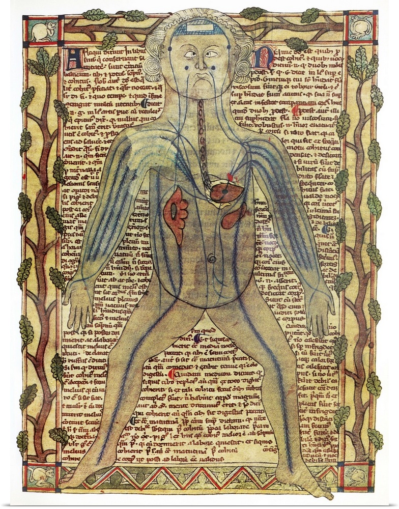 Circulatory system. Historical artwork of a human figure with internal organs and blood vessels shown. This manuscript is ...