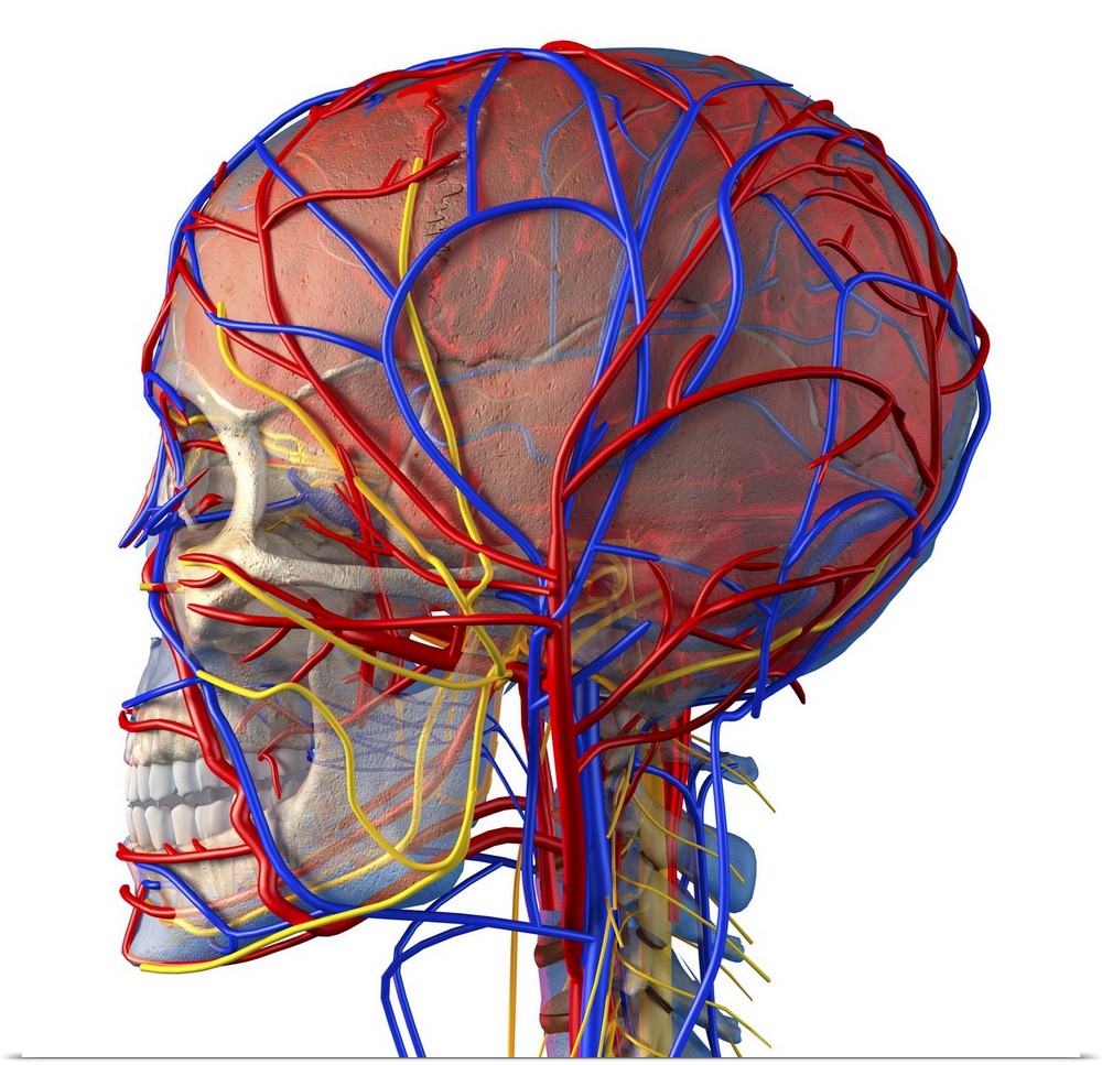 Circulatory system and brain. Computer artwork showing the blood vessels (blue and red) and bones (white) of the head and ...