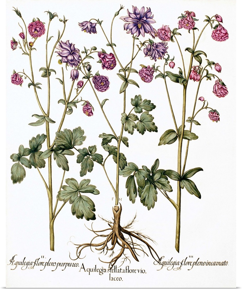 Columbine flowers. 17th century artwork of flowers from three columbine (Aquilegia sp.) plants. These plants are used in h...
