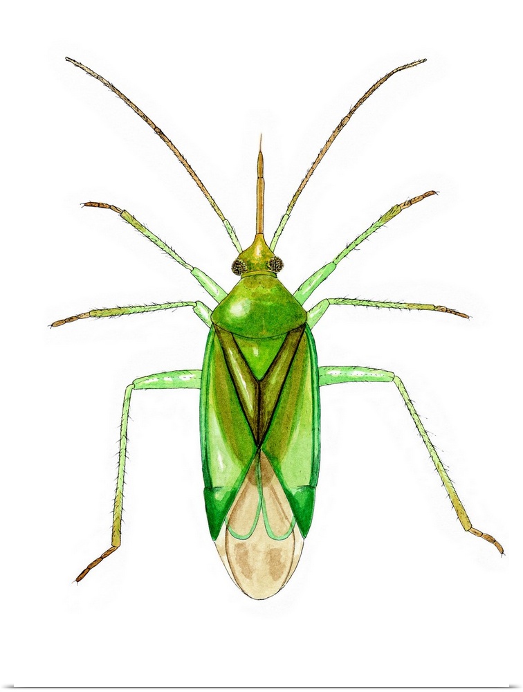 Common green capsid bug (Lygocoris pabulinus), artwork. This species of plant bug measures between 5.6-6.0mm long. Its bri...