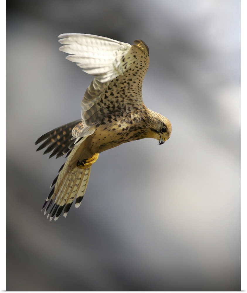 Common kestrel (Falco tinnunculus) hunting for prey. The kestrel hovers by flying into the wind or using upcurrents. This ...