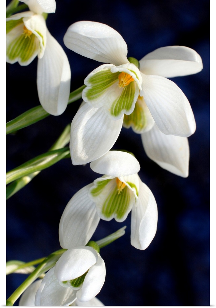 Common snowdrops (Galanthus nivalis). Close-up of snowdrops flowering in spring. Photographed in Devon, UK.