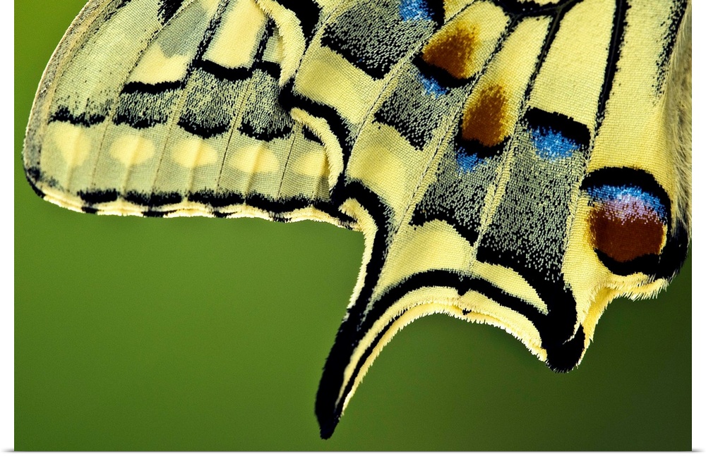 Close-up of a Common Swallowtail butterfly, newly emerged from a chrysalis (Papilio machaon). This shows the mosaic patter...