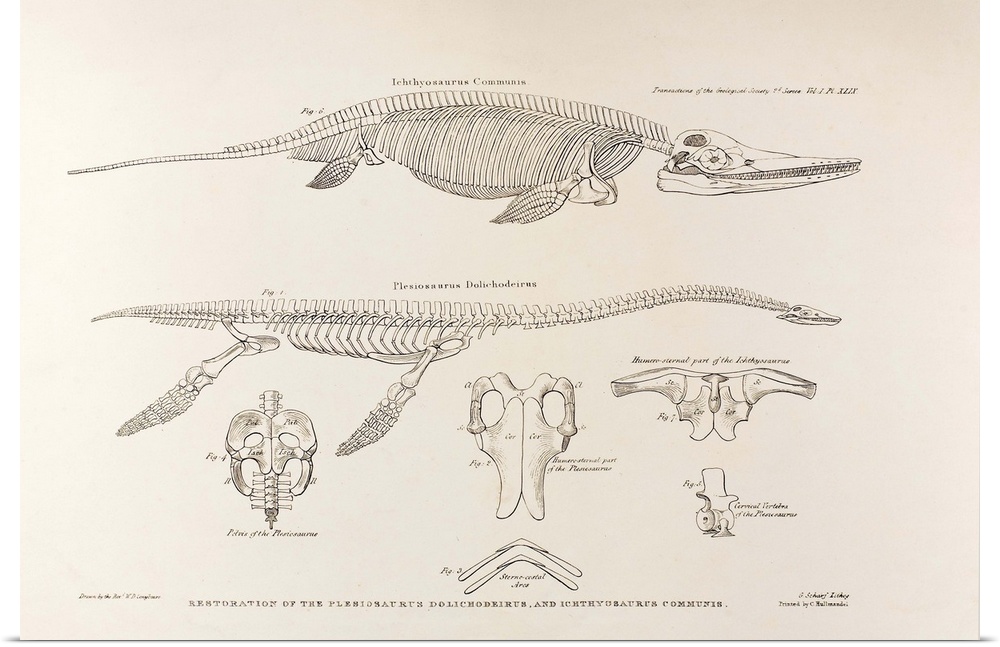 1824 \On the Discovery of an almost perfect Skeleton of the Plesiosaurus\ Transactions of the Geological Society, Second S...