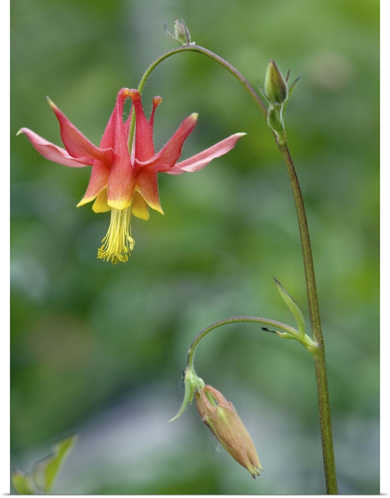 Crimson columbine flower (Aquilegia formosa). Photographed in aspen woodland in the Sierra Nevada, California, USA.