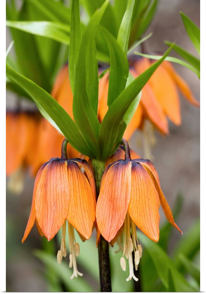 Crown imperial flowers (Fritillaria imperialis) in a garden. This plant is originally from Central Asia.