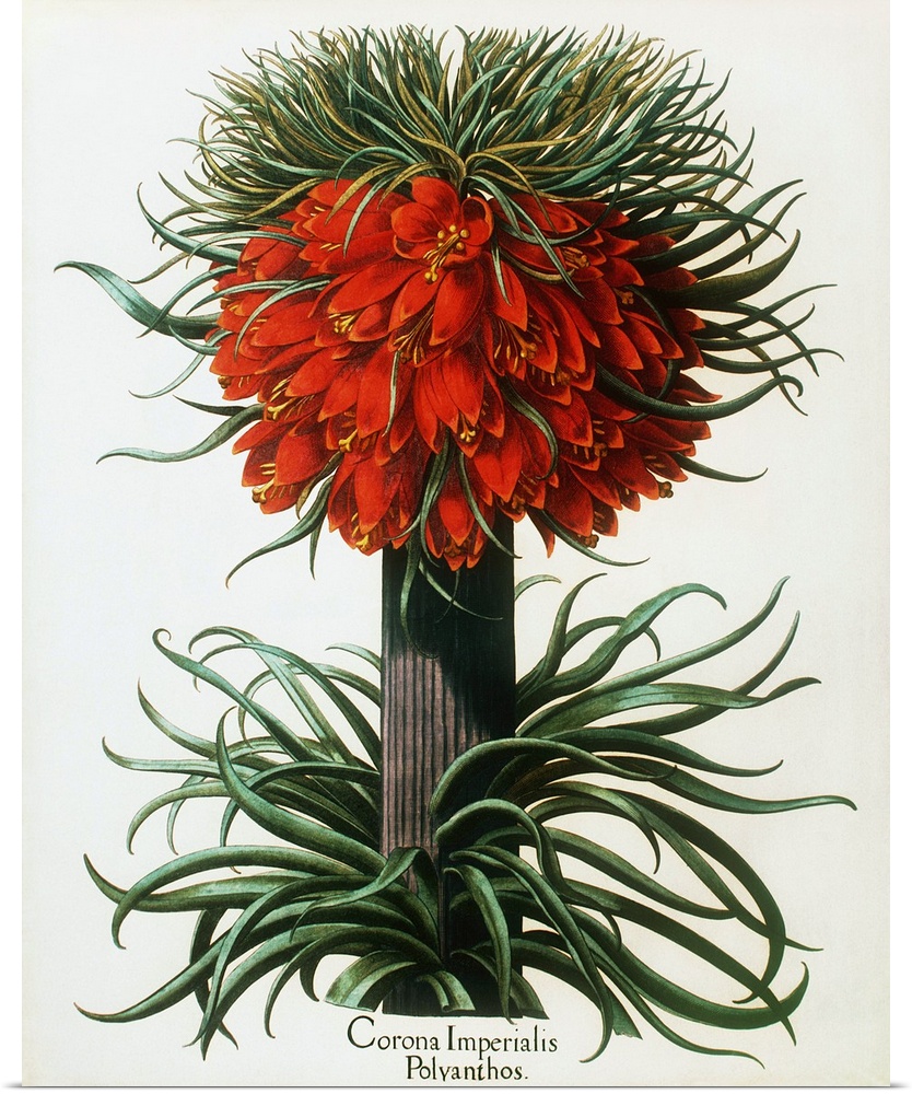 Crown imperial plant. Historical artwork of crown imperial (Fritillaria imperialis), a giant member of the lily family. Fr...