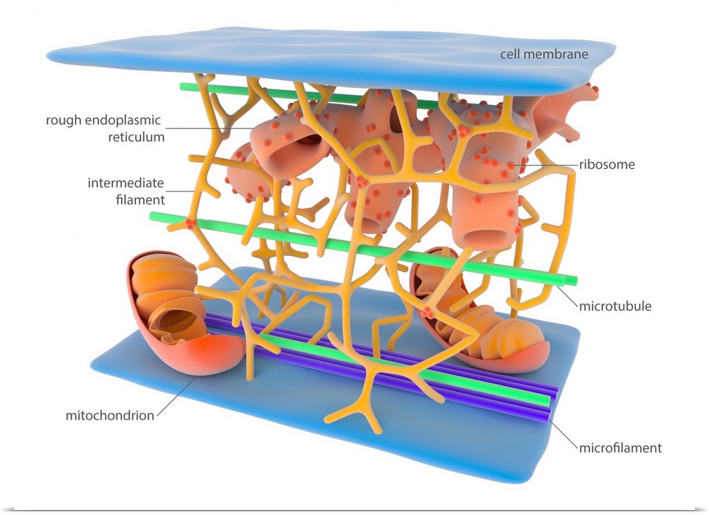 Cytoskeleton. Illustration showing the main elements of the cytoskeleton, the internal support and transport network found...