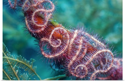 Dark Red-Spined Brittlestar On Coral, Bali, Indonesia