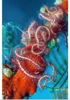Dark Red-Spined Brittlestar On Coral, Bali, Indonesia