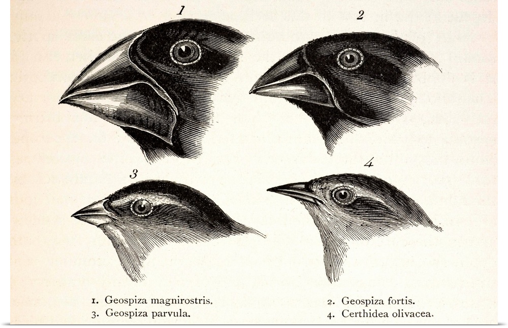 Illustration from page 379, \Journal of Researches\ 2nd Edition 1845 Charles Darwin. The contrasting beaks of four Galapag...