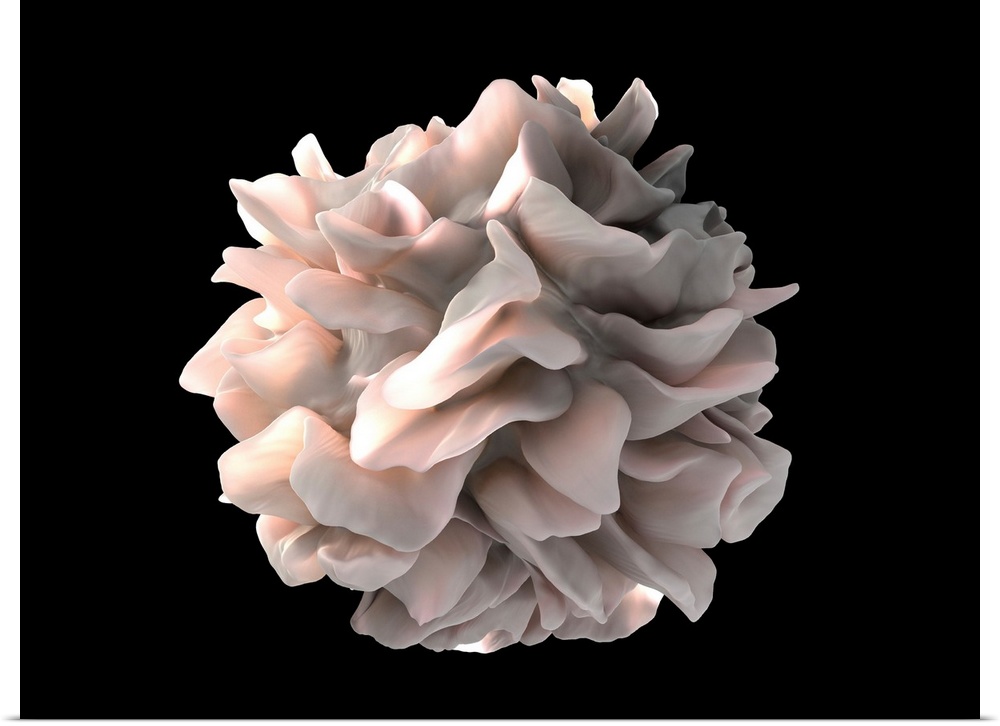 Dendritic cell. Coloured ion-abrasion scanning electron micrograph (IA-SEM) showing sheet-like cellular extensions on a de...