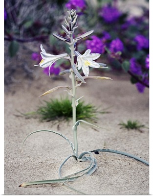 Desert lily (Hesperocallis undulata)