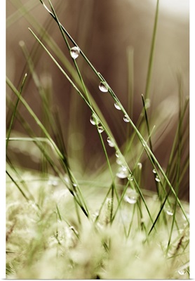 Dew Drops On Grass