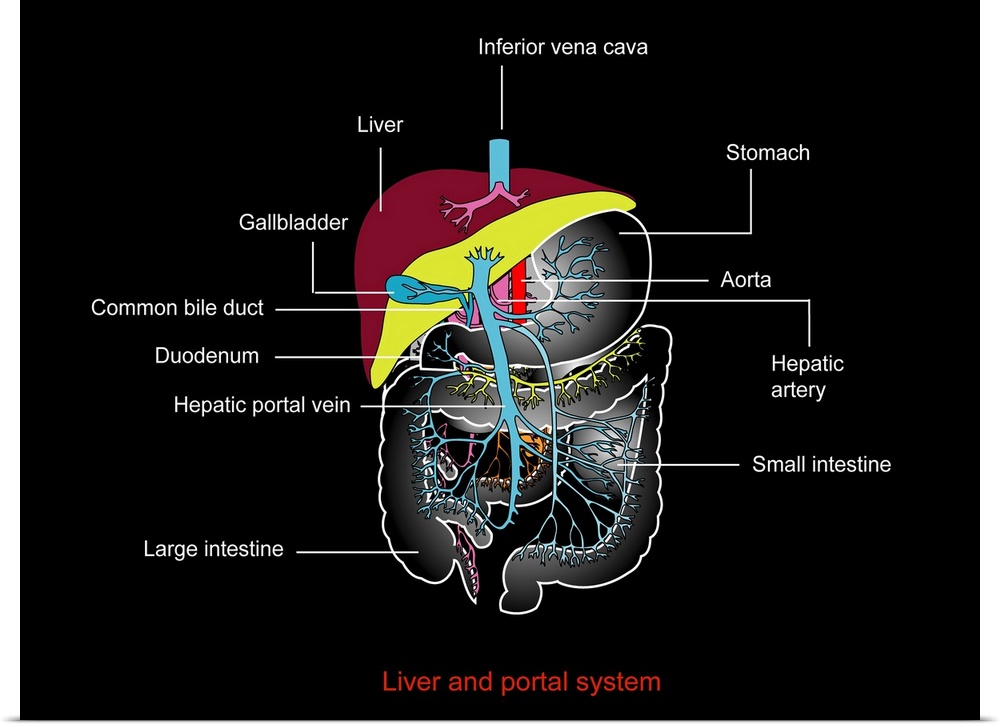 Digestive system and hepatic portal system, artwork. The hepatic portal system consists of the hepatic portal vein and its...