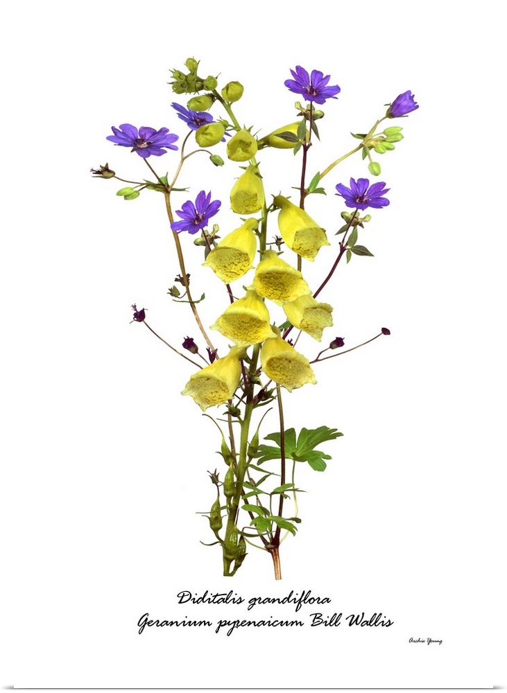 Illustration of Digitalis grandiflora and Geranium pyrenacium 'Bill Wallis' in flower.