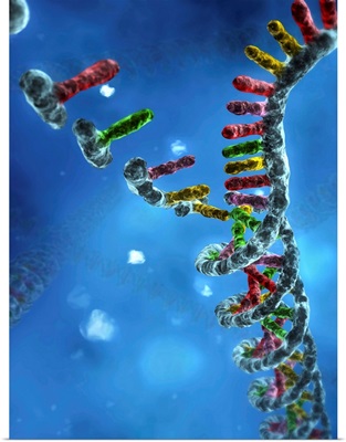 DNA assembly, artwork