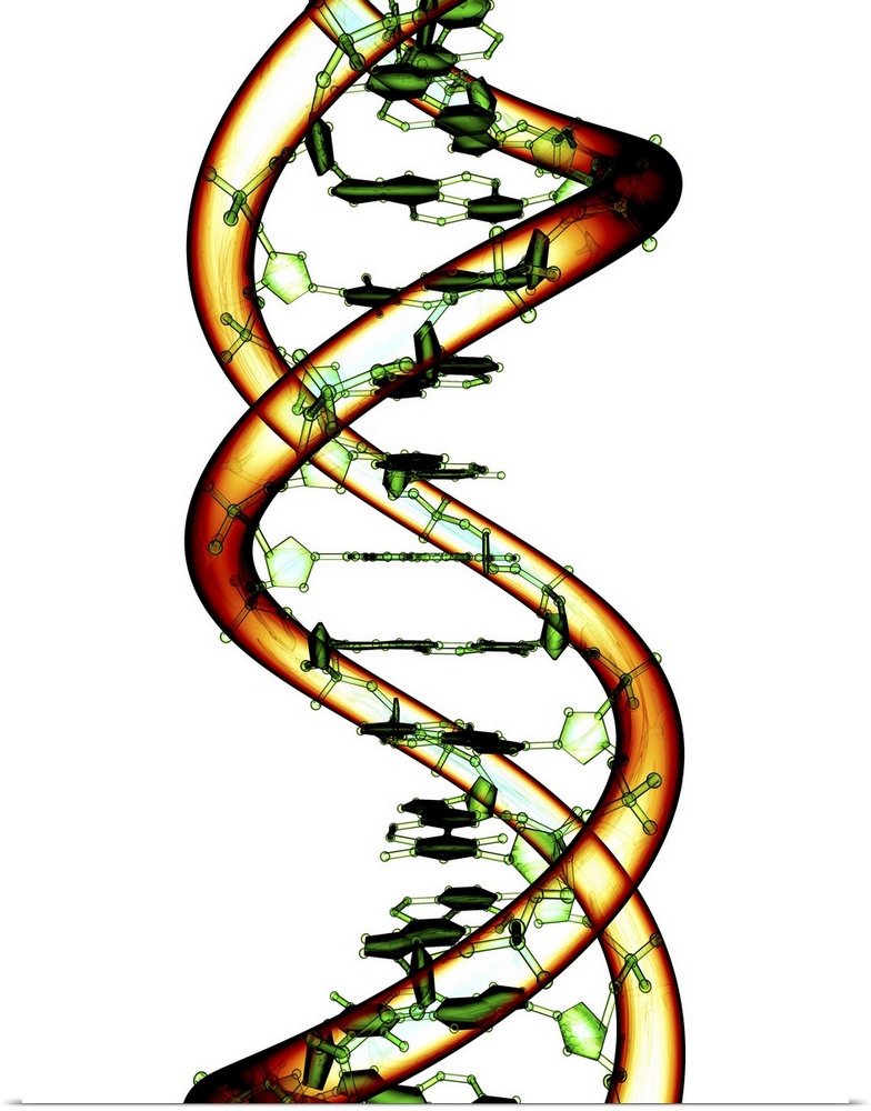 DNA molecule, conceptual computer artwork.