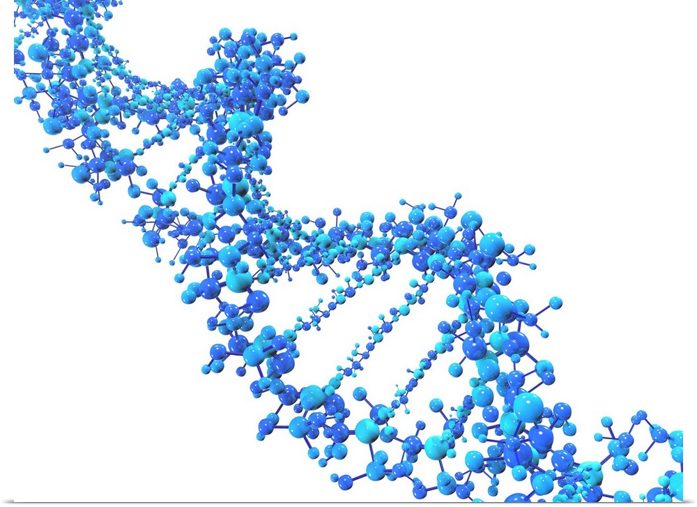 Computer artwork of a DNA (Deoxyribonucleic acid) strand, made of spheres.