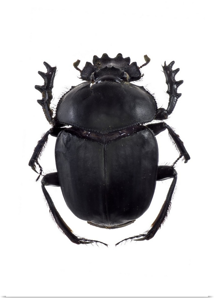 Dung beetle (Scarabaeus sacer), a species of scarab beetle. This is a true dung beetle, which feeds exclusively on faeces.