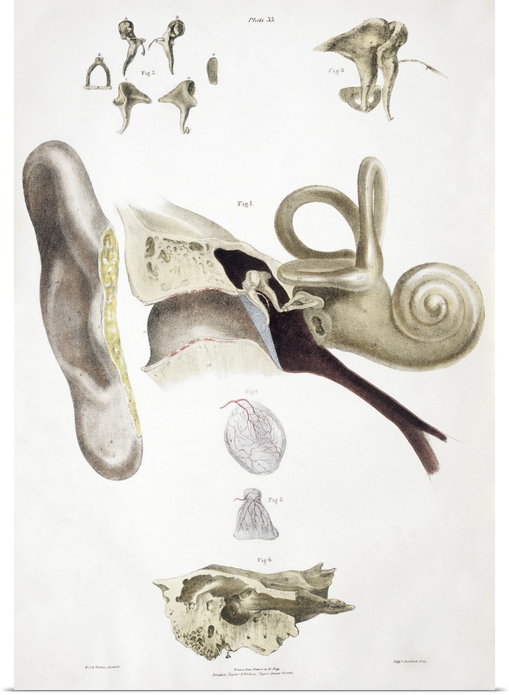 Ear anatomy. Historical anatomical artwork of a human ear. The main diagram (centre) shows the outer ear (pinna, left) and...