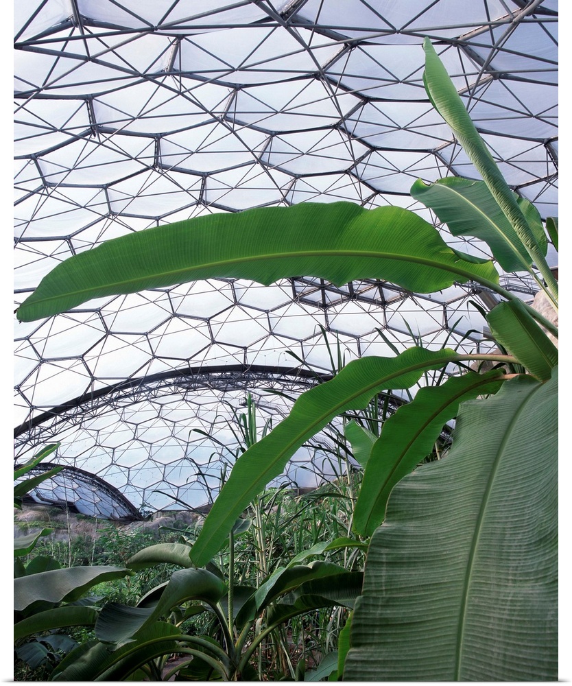 Eden Project. Plants growing in the humid tropics biome (dome) at the Eden Project in Cornwall, England. The Eden Project ...