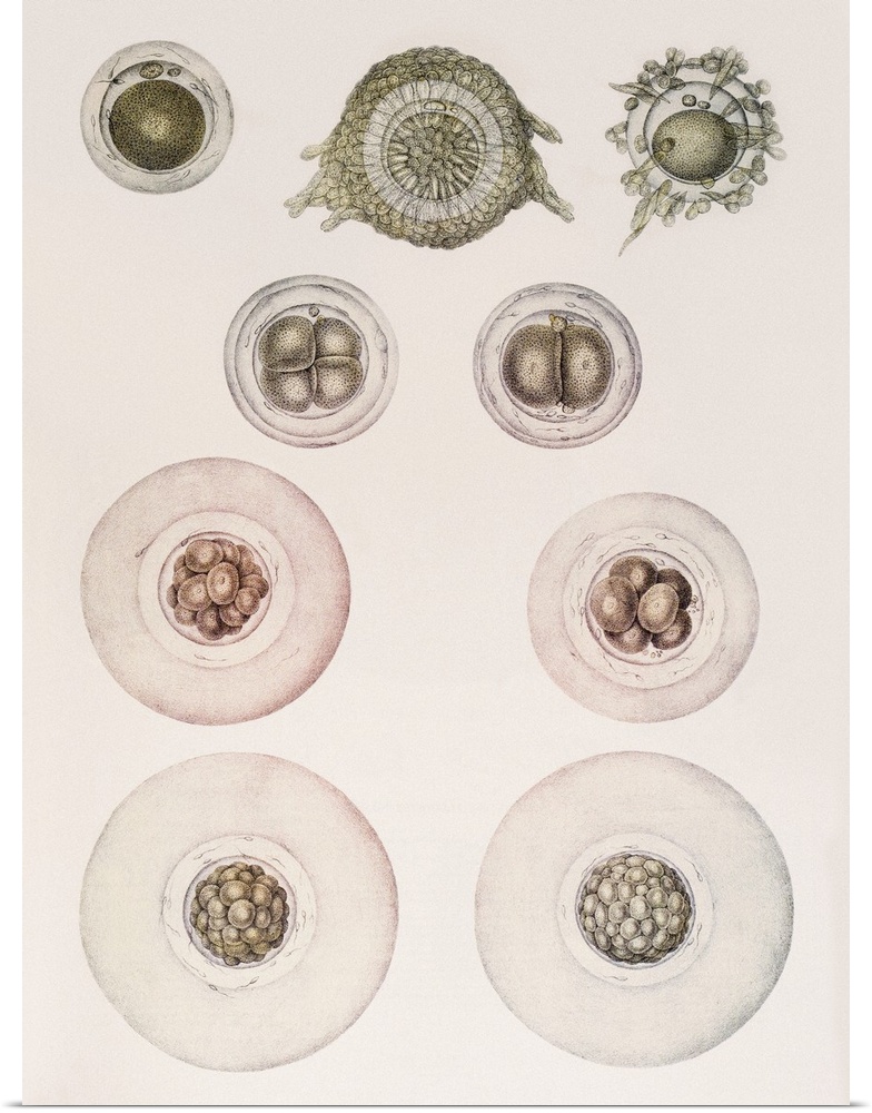 Development of an embryo, historical anatomical artwork. This 19th century textbook illustration shows the sequence of sta...
