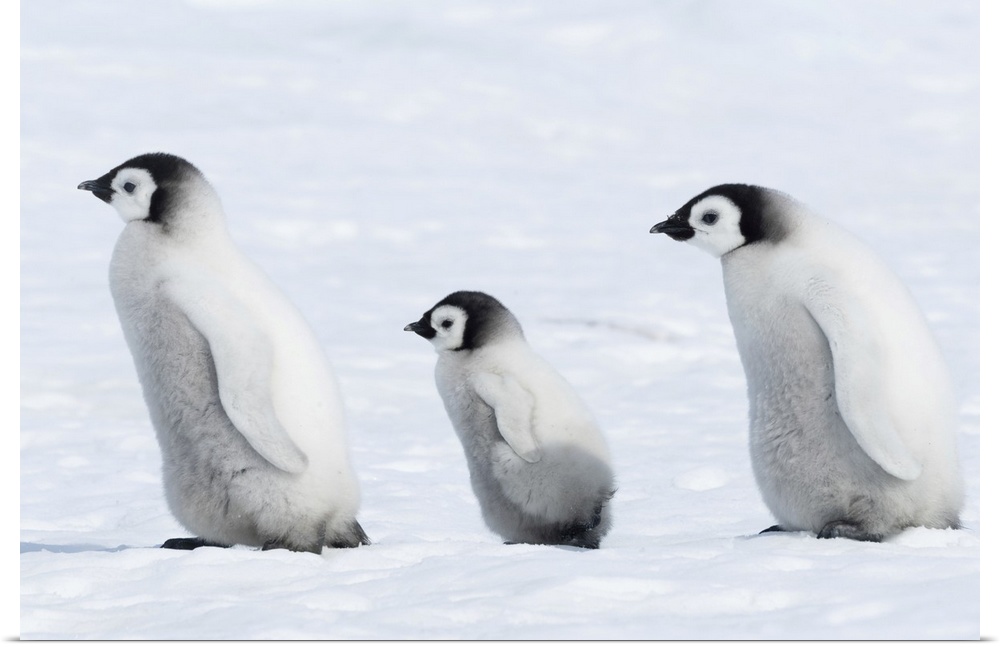 Emperor penguin (Aptenodytes forsteri) chicks in a group. This is the only penguin to breed during the Antarctic winter. C...
