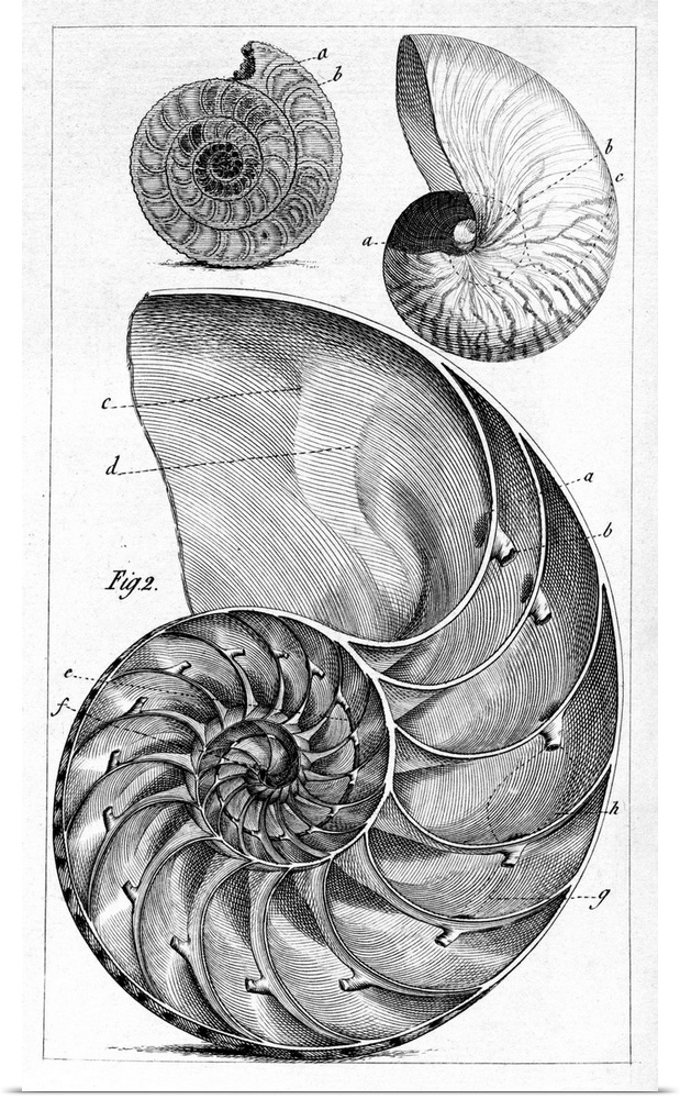 Engraving of a nautilus and an ammonite. The nautilus is one of the species of marine cephalopods of the family Nautilidae...