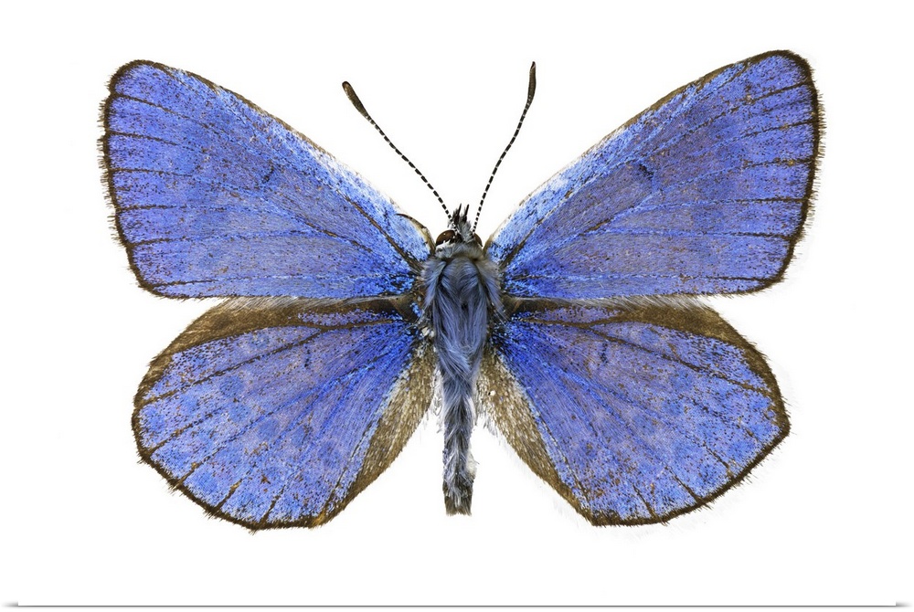 Escher's blue (Polyommatus escheri) butterfly. This butterfly is found in Southern Europe and Morocco. Specimen obtained f...