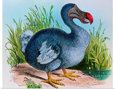Extinct dodo