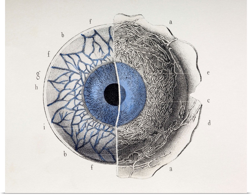 Eye anatomy, front view. This anatomical artwork is figure 2, plate 75 from volume 3 (1844) of 'Traite complet de l'anatom...