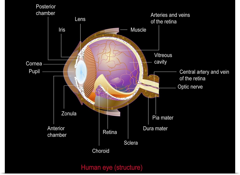 Eye anatomy, computer artwork. At the front of the eye is the cornea, a transparent coating. Behind this is the lens, whic...