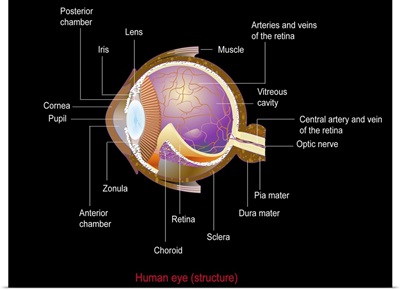 Eye anatomy,artwork