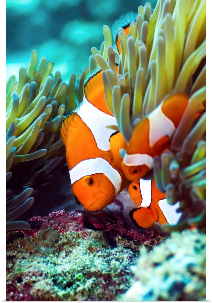False clown anemonefish (Amphiprion ocellaris) amongst anemone tentacles. Seen here are a female and two small males. Phot...