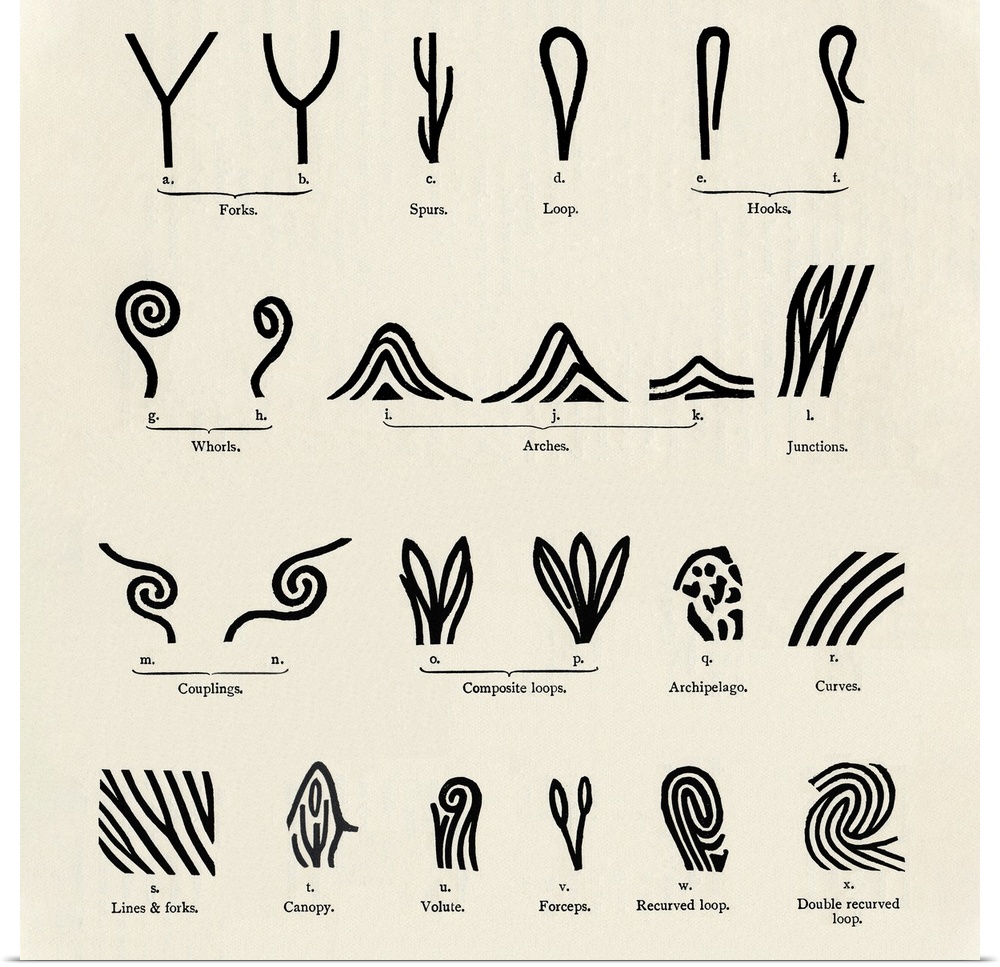 Features of fingerprints , artwork from Dr Henry Faulds's Guide to Finger-print Identification, 1905. Faulds, a Scottish s...