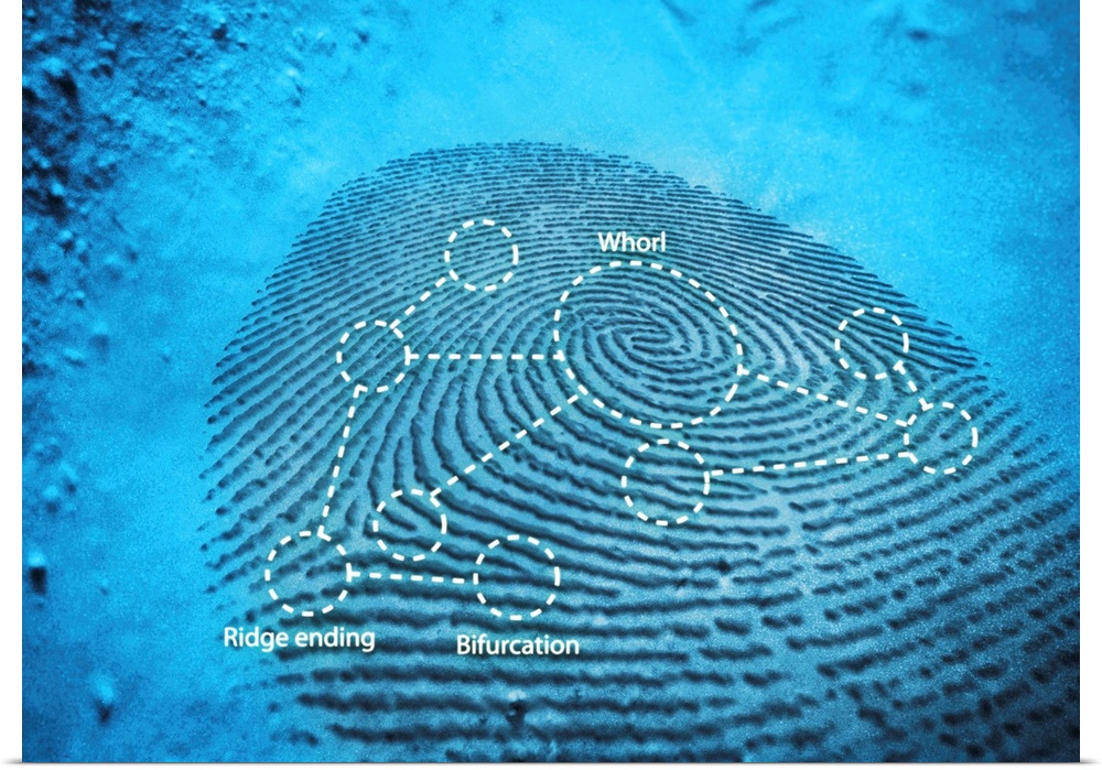 Fingerprint. Computer artwork of a fingerprint residue showing typical patterns for feature identification (whorl, ridge e...
